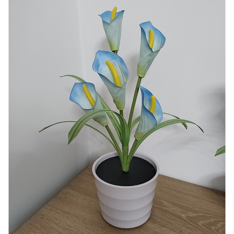 Blue Calla