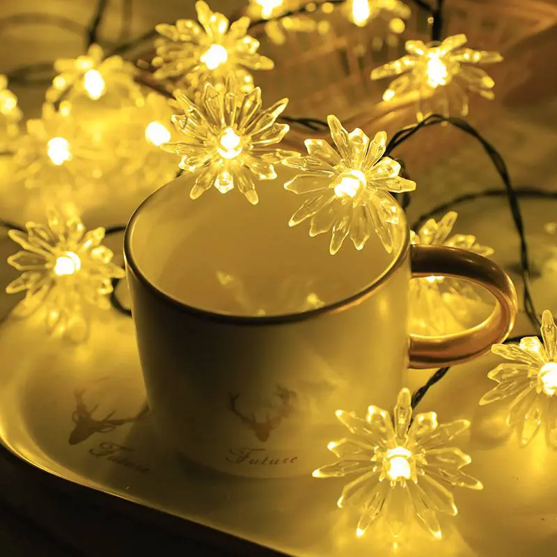 Chrysanthemum warm